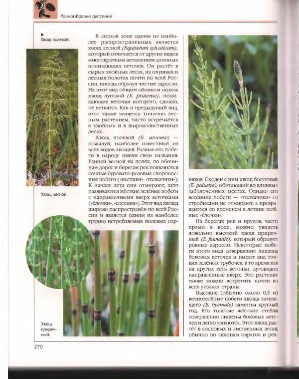  Энциклопедия для детей Аванта+ - Энциклопедия для детей. Том 43. Ботаника - Страница № 274
