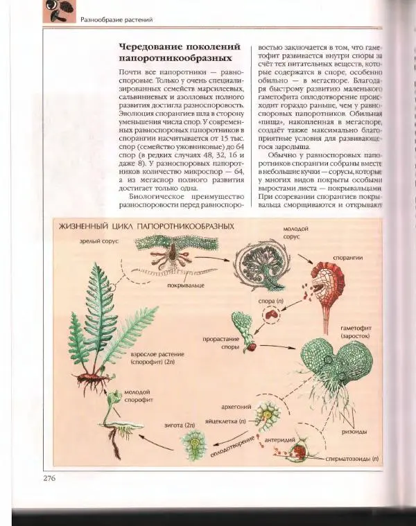  Энциклопедия для детей Аванта+ - Энциклопедия для детей. Том 43. Ботаника - Страница № 280