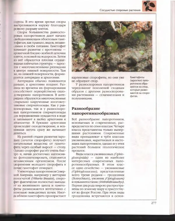  Энциклопедия для детей Аванта+ - Энциклопедия для детей. Том 43. Ботаника - Страница № 281