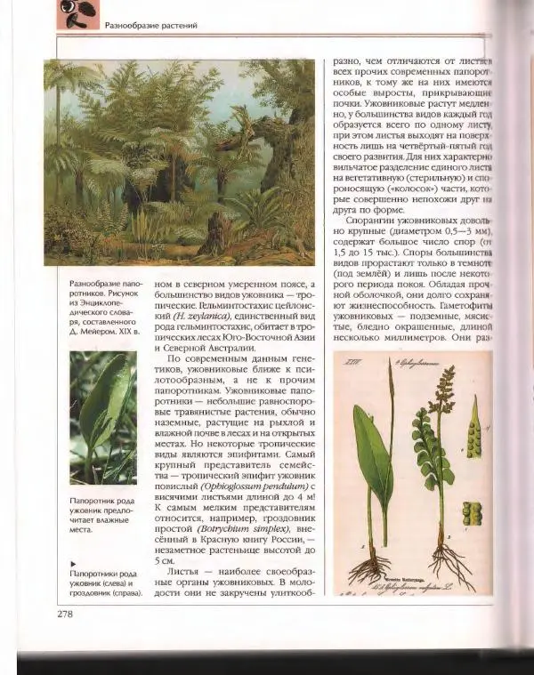  Энциклопедия для детей Аванта+ - Энциклопедия для детей. Том 43. Ботаника - Страница № 282