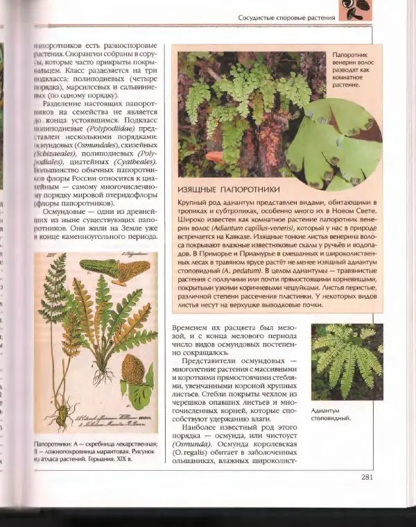  Энциклопедия для детей Аванта+ - Энциклопедия для детей. Том 43. Ботаника - Страница № 285