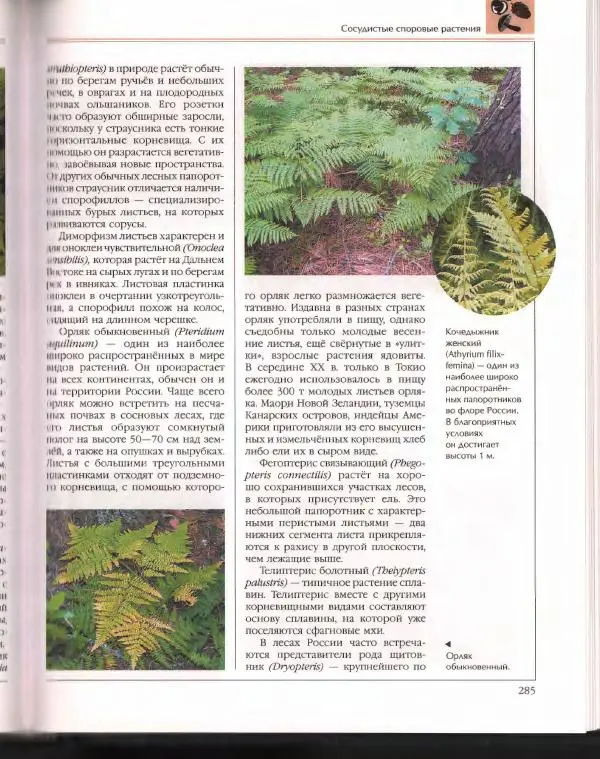  Энциклопедия для детей Аванта+ - Энциклопедия для детей. Том 43. Ботаника - Страница № 289
