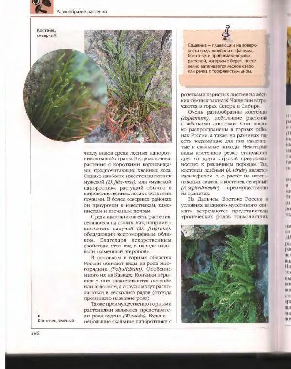  Энциклопедия для детей Аванта+ - Энциклопедия для детей. Том 43. Ботаника - Страница № 290
