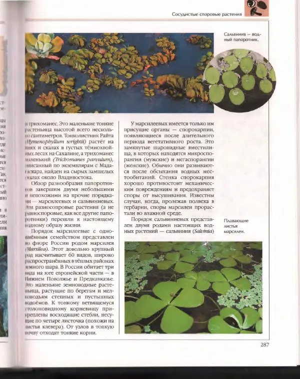  Энциклопедия для детей Аванта+ - Энциклопедия для детей. Том 43. Ботаника - Страница № 291