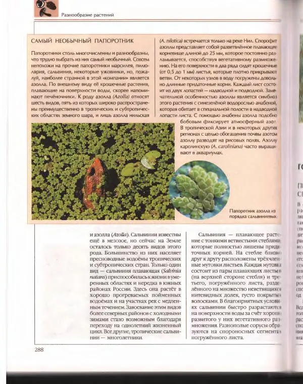  Энциклопедия для детей Аванта+ - Энциклопедия для детей. Том 43. Ботаника - Страница № 292