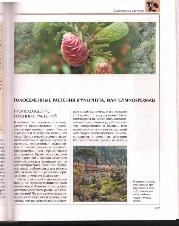  Энциклопедия для детей Аванта+ - Энциклопедия для детей. Том 43. Ботаника - Страница № 293