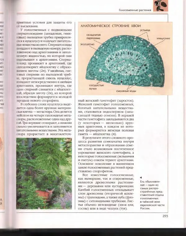  Энциклопедия для детей Аванта+ - Энциклопедия для детей. Том 43. Ботаника - Страница № 297