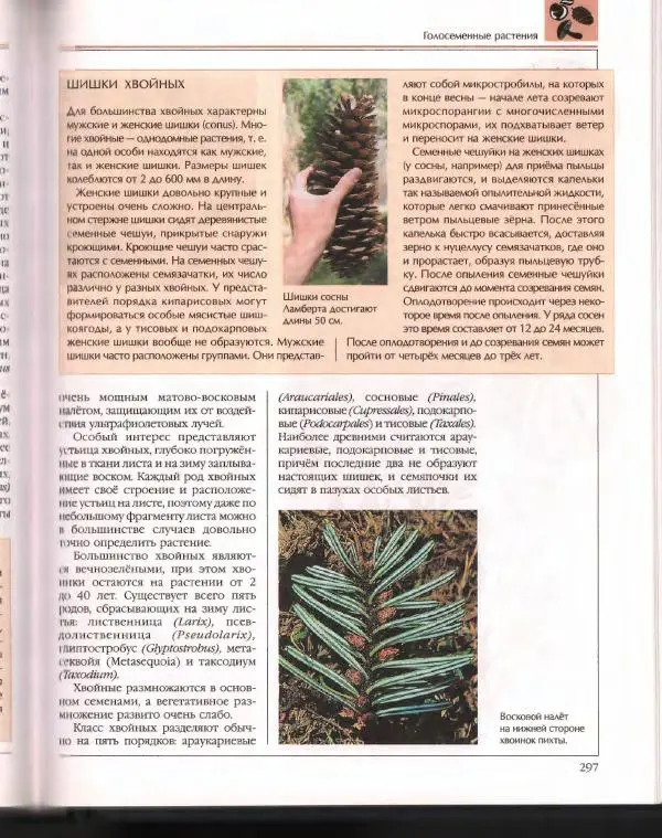  Энциклопедия для детей Аванта+ - Энциклопедия для детей. Том 43. Ботаника - Страница № 301