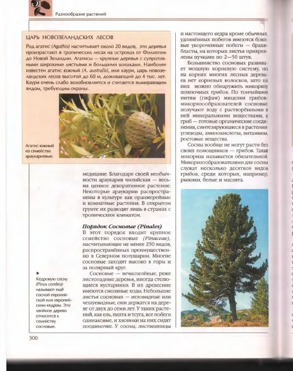 Энциклопедия для детей Аванта+ - Энциклопедия для детей. Том 43. Ботаника - Страница № 304