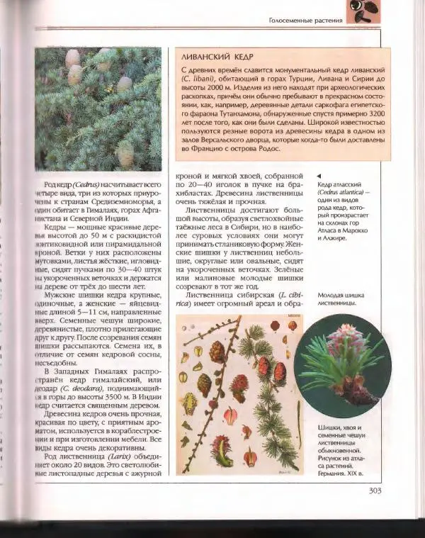  Энциклопедия для детей Аванта+ - Энциклопедия для детей. Том 43. Ботаника - Страница № 307