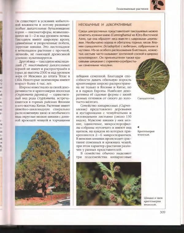  Энциклопедия для детей Аванта+ - Энциклопедия для детей. Том 43. Ботаника - Страница № 313