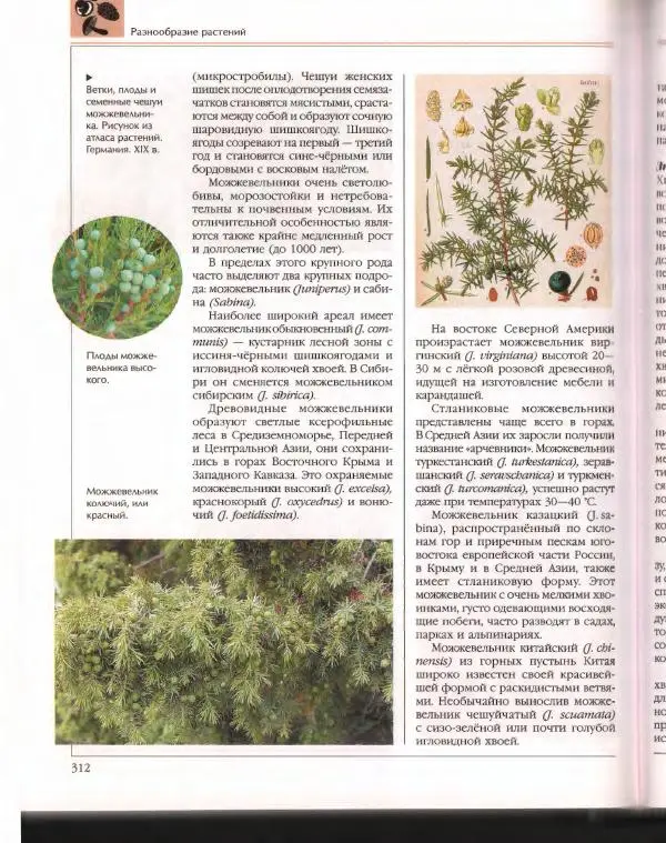  Энциклопедия для детей Аванта+ - Энциклопедия для детей. Том 43. Ботаника - Страница № 316