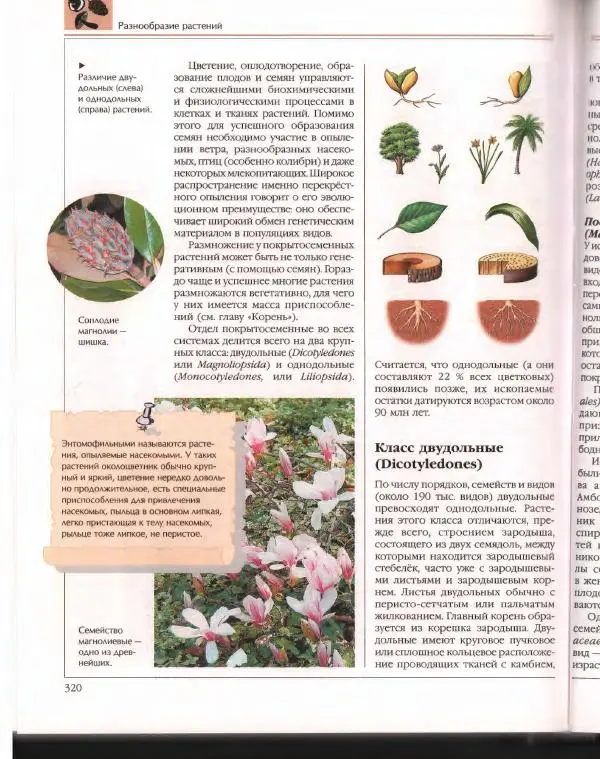  Энциклопедия для детей Аванта+ - Энциклопедия для детей. Том 43. Ботаника - Страница № 324