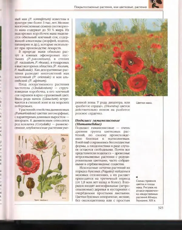  Энциклопедия для детей Аванта+ - Энциклопедия для детей. Том 43. Ботаника - Страница № 329