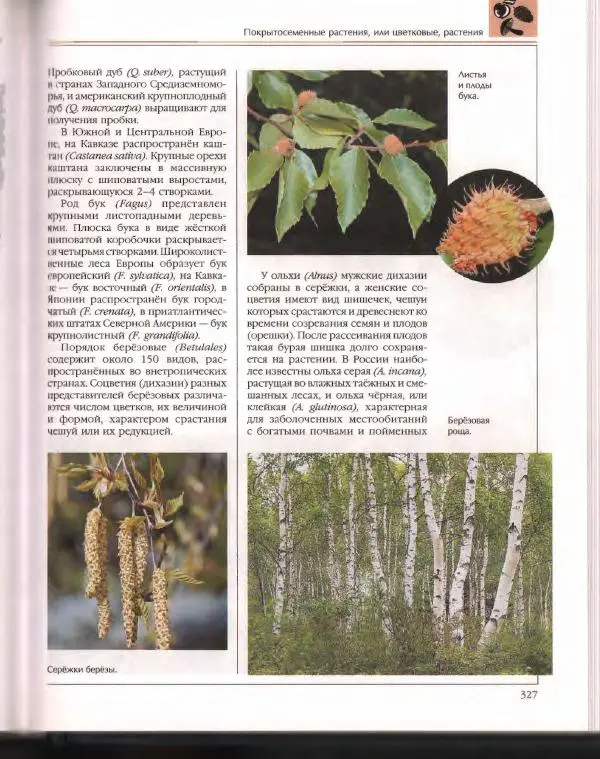  Энциклопедия для детей Аванта+ - Энциклопедия для детей. Том 43. Ботаника - Страница № 331