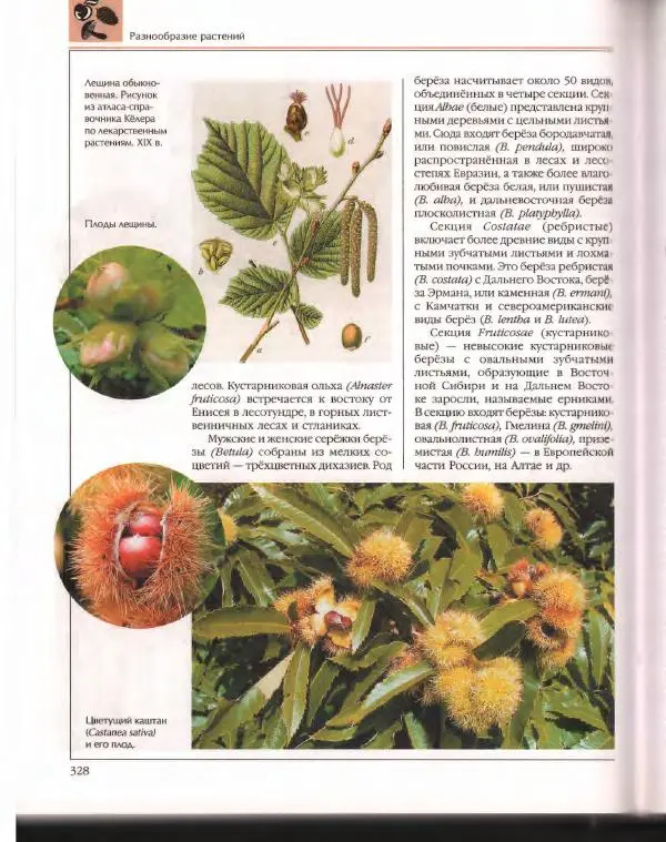  Энциклопедия для детей Аванта+ - Энциклопедия для детей. Том 43. Ботаника - Страница № 332