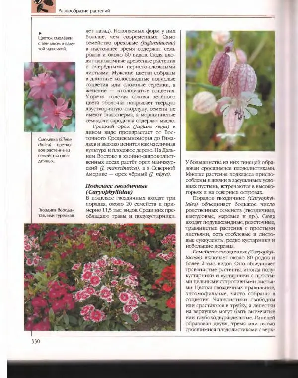  Энциклопедия для детей Аванта+ - Энциклопедия для детей. Том 43. Ботаника - Страница № 334