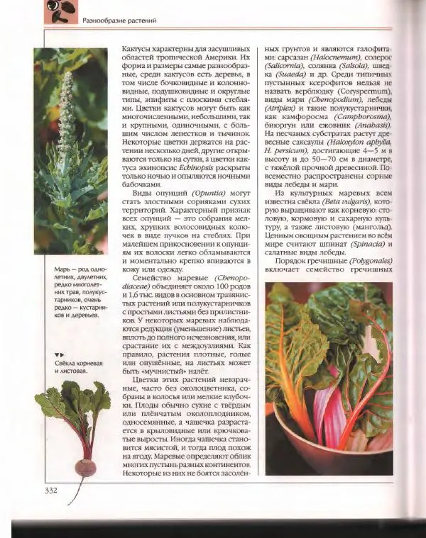  Энциклопедия для детей Аванта+ - Энциклопедия для детей. Том 43. Ботаника - Страница № 336