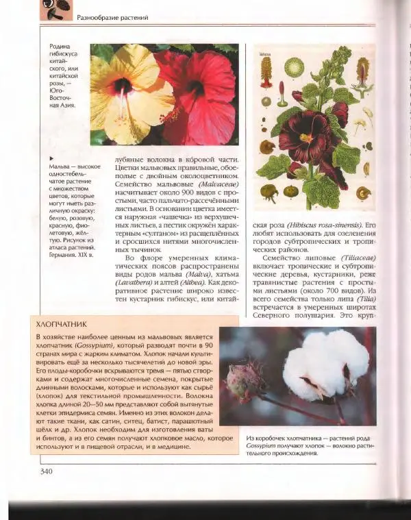  Энциклопедия для детей Аванта+ - Энциклопедия для детей. Том 43. Ботаника - Страница № 344