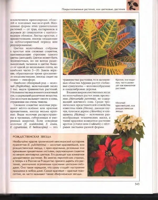  Энциклопедия для детей Аванта+ - Энциклопедия для детей. Том 43. Ботаника - Страница № 347