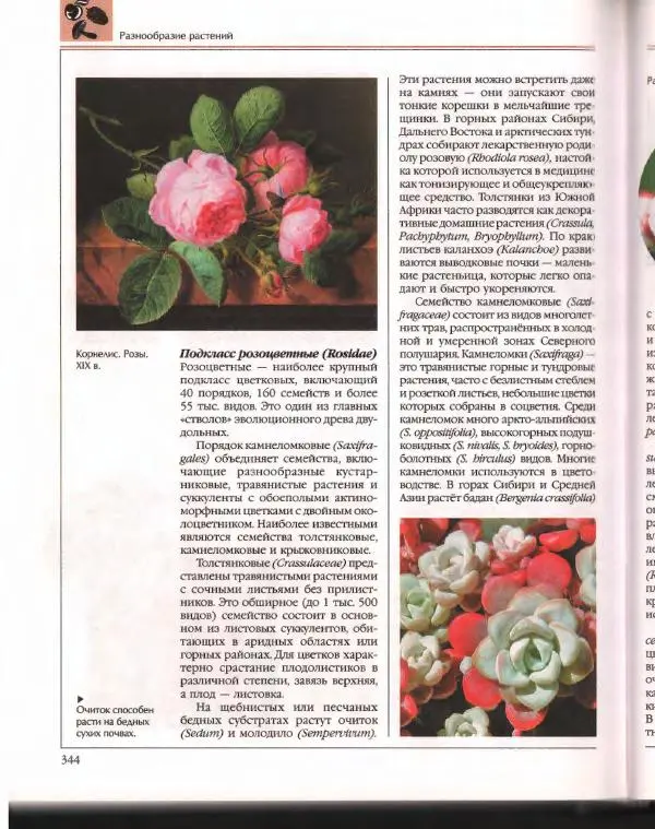  Энциклопедия для детей Аванта+ - Энциклопедия для детей. Том 43. Ботаника - Страница № 348