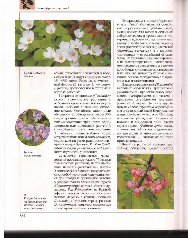  Энциклопедия для детей Аванта+ - Энциклопедия для детей. Том 43. Ботаника - Страница № 356