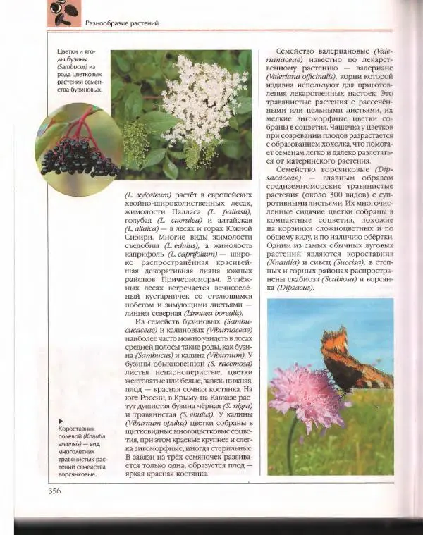  Энциклопедия для детей Аванта+ - Энциклопедия для детей. Том 43. Ботаника - Страница № 360
