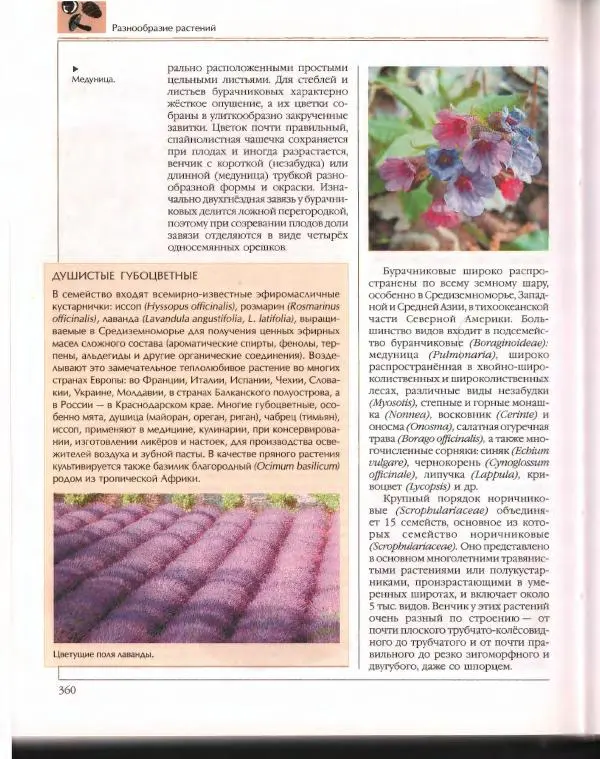  Энциклопедия для детей Аванта+ - Энциклопедия для детей. Том 43. Ботаника - Страница № 364