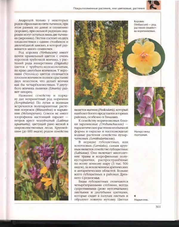  Энциклопедия для детей Аванта+ - Энциклопедия для детей. Том 43. Ботаника - Страница № 365
