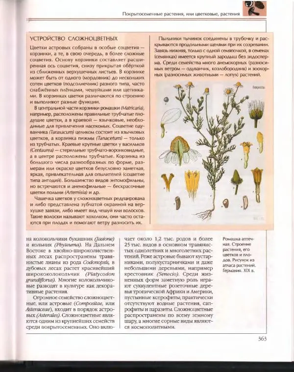  Энциклопедия для детей Аванта+ - Энциклопедия для детей. Том 43. Ботаника - Страница № 367