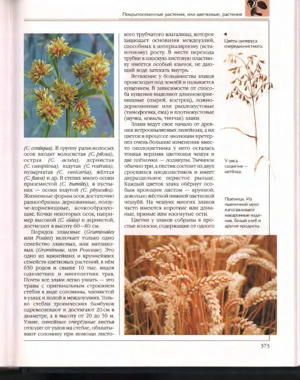  Энциклопедия для детей Аванта+ - Энциклопедия для детей. Том 43. Ботаника - Страница № 377
