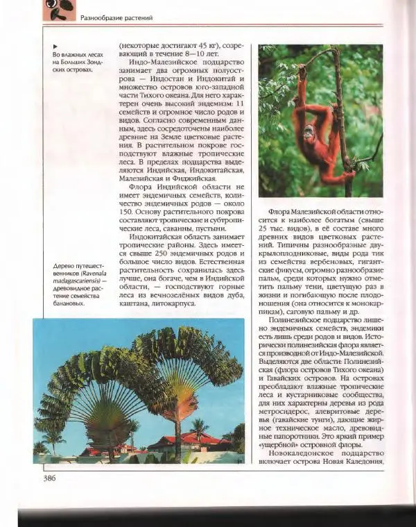  Энциклопедия для детей Аванта+ - Энциклопедия для детей. Том 43. Ботаника - Страница № 390