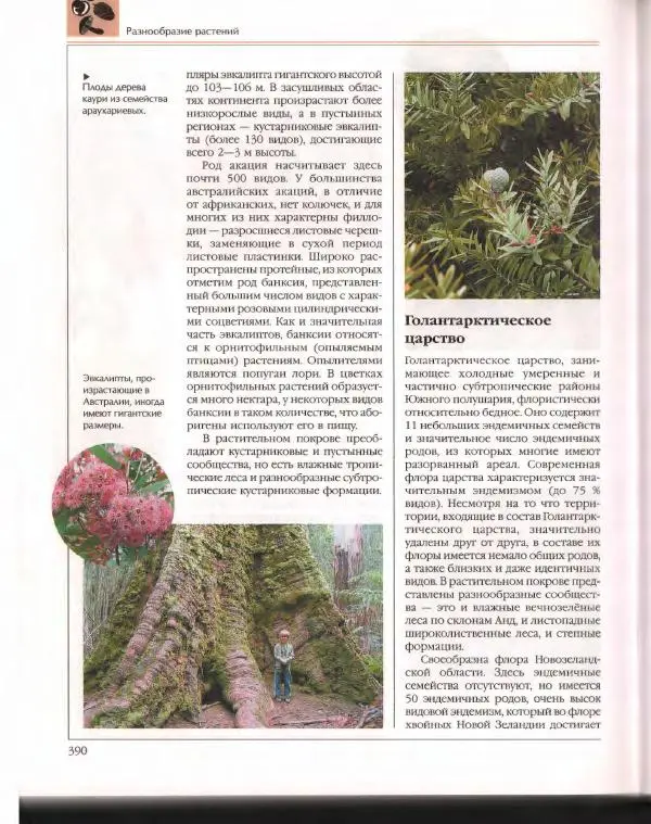  Энциклопедия для детей Аванта+ - Энциклопедия для детей. Том 43. Ботаника - Страница № 394
