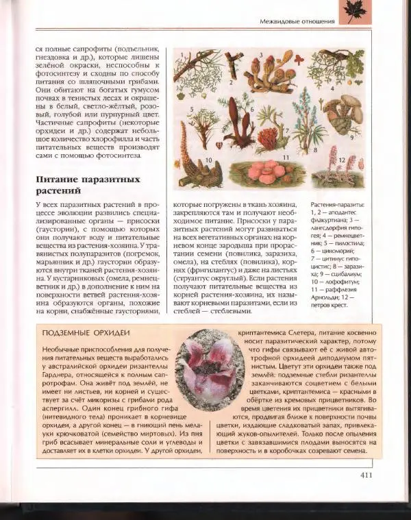  Энциклопедия для детей Аванта+ - Энциклопедия для детей. Том 43. Ботаника - Страница № 415