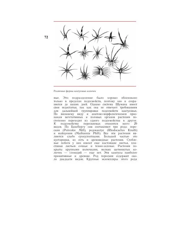 Савур Турдиев - Кактусы - Страница № 72