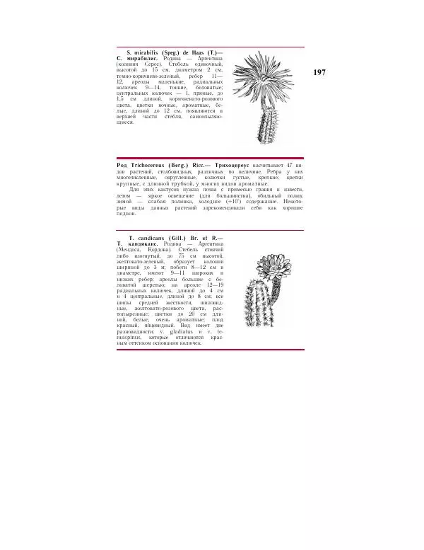 Савур Турдиев - Кактусы - Страница № 197