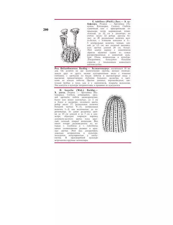 Савур Турдиев - Кактусы - Страница № 200