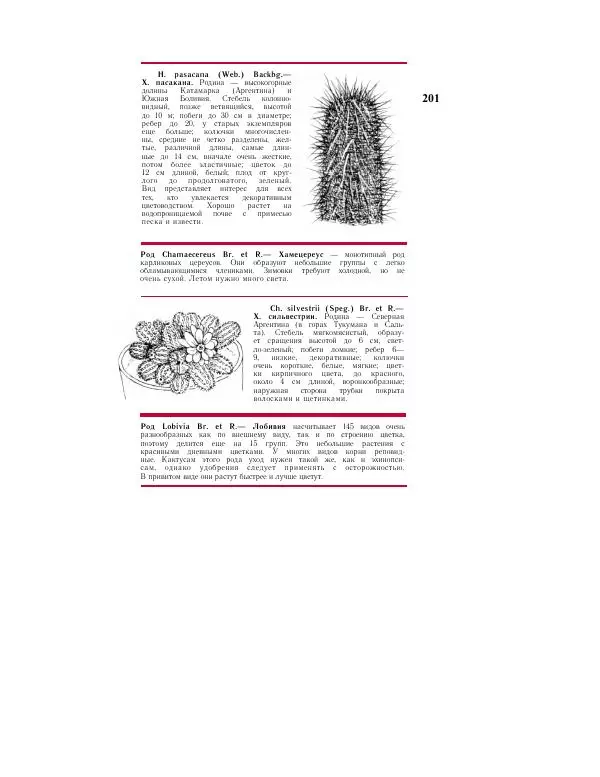 Савур Турдиев - Кактусы - Страница № 201