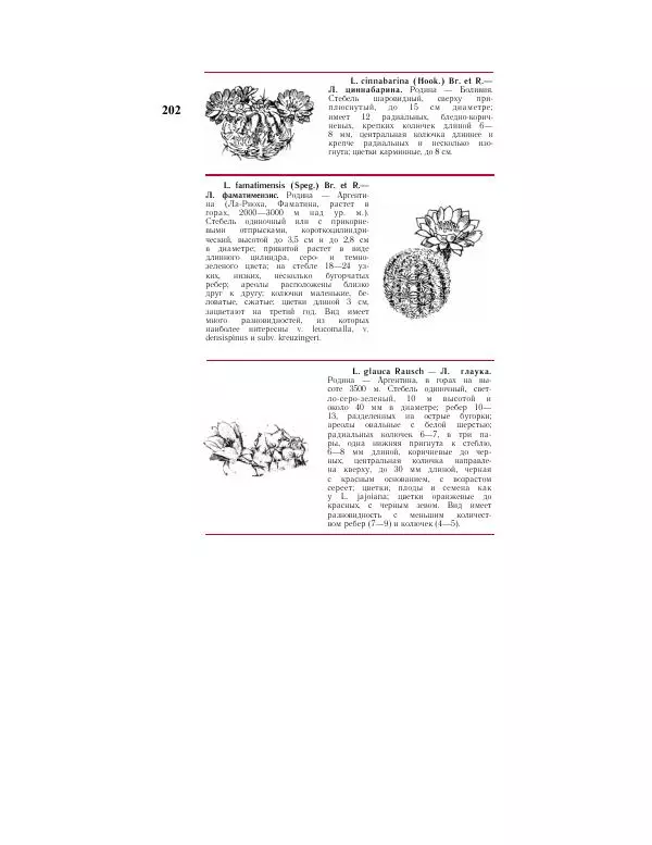 Савур Турдиев - Кактусы - Страница № 202