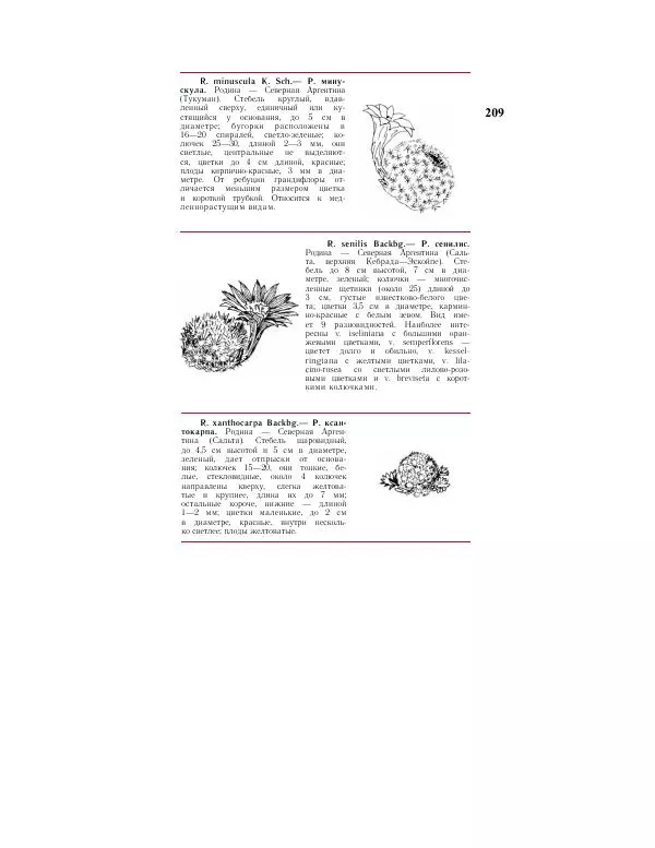 Савур Турдиев - Кактусы - Страница № 209