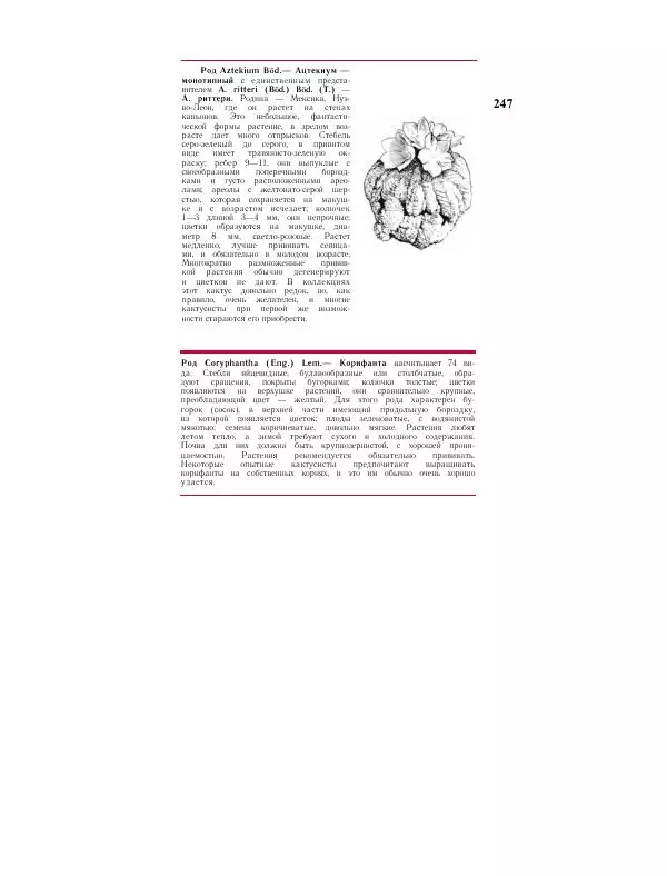 Савур Турдиев - Кактусы - Страница № 247