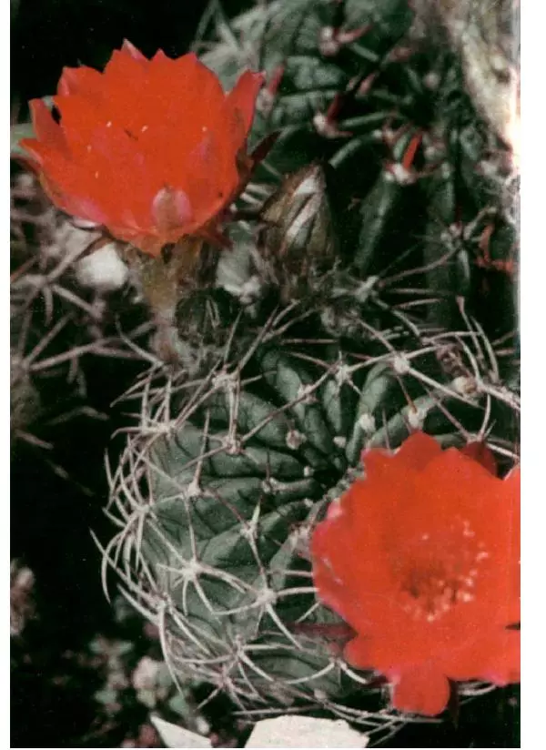 Савур Турдиев - Кактусы - Страница № 264