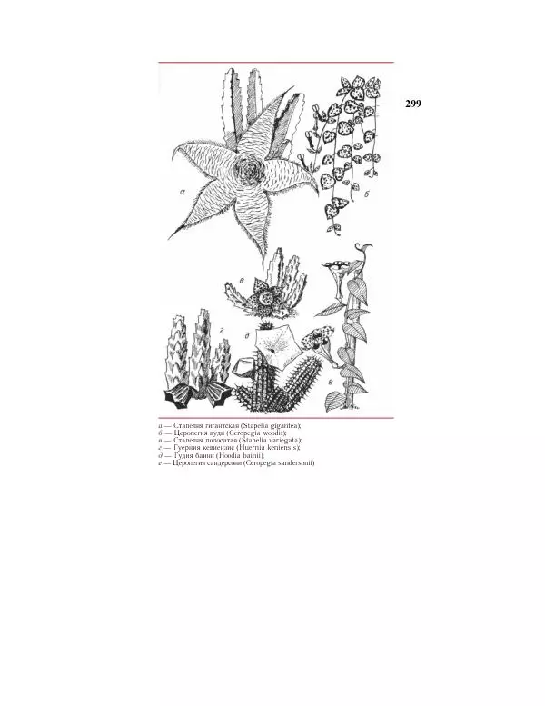 Савур Турдиев - Кактусы - Страница № 299