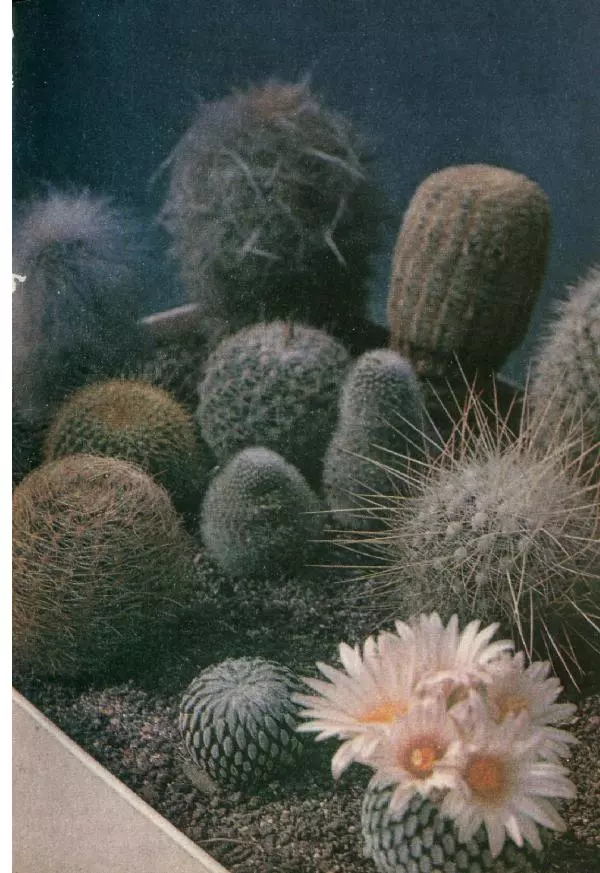 Савур Турдиев - Кактусы - Страница № 354