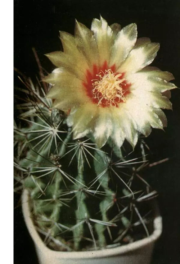 Савур Турдиев - Кактусы - Страница № 364