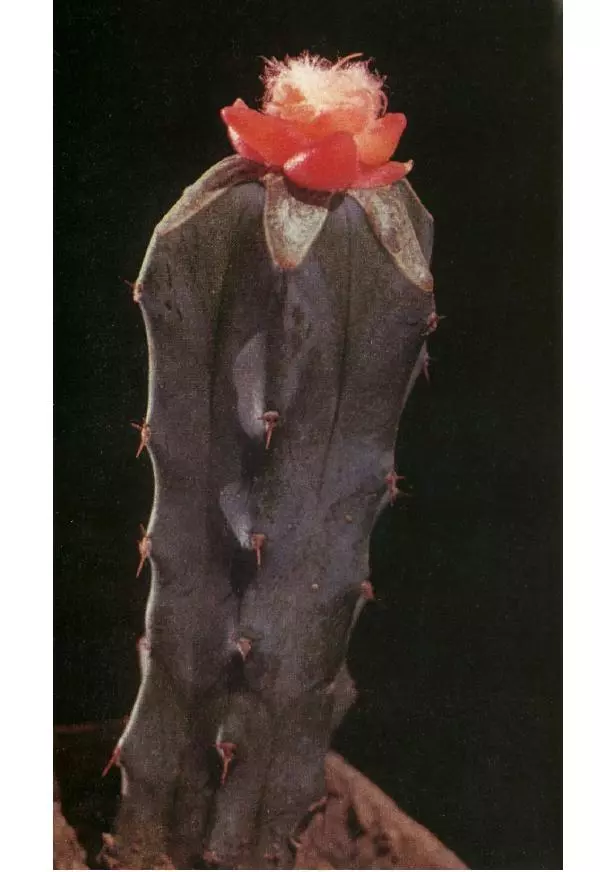 Савур Турдиев - Кактусы - Страница № 366