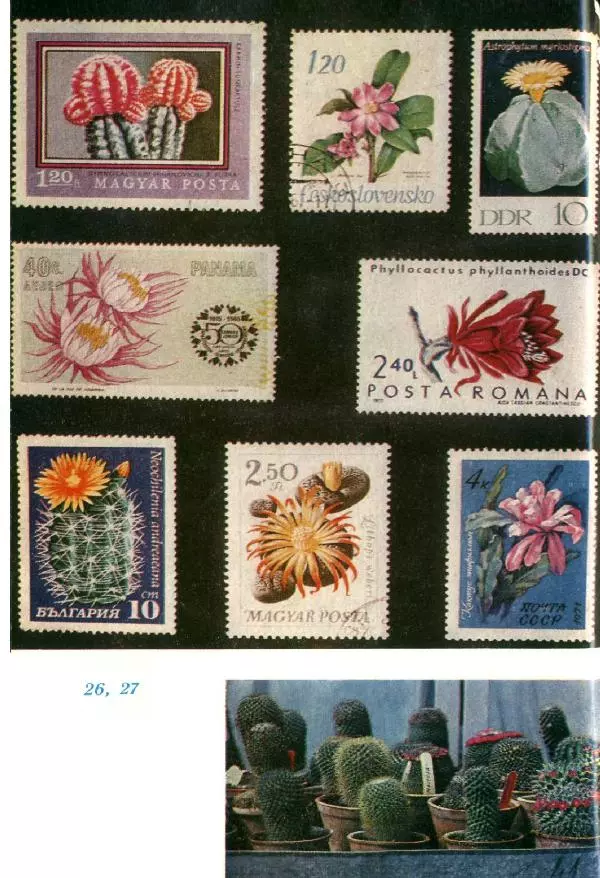 Савур Турдиев - Кактусы - Страница № 369