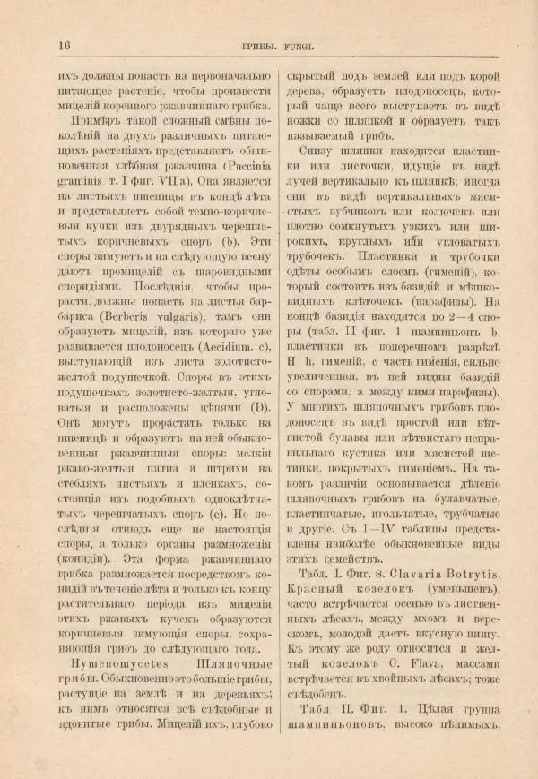 М. Вилькоммъ - Ботанический атлас - Страница № 32