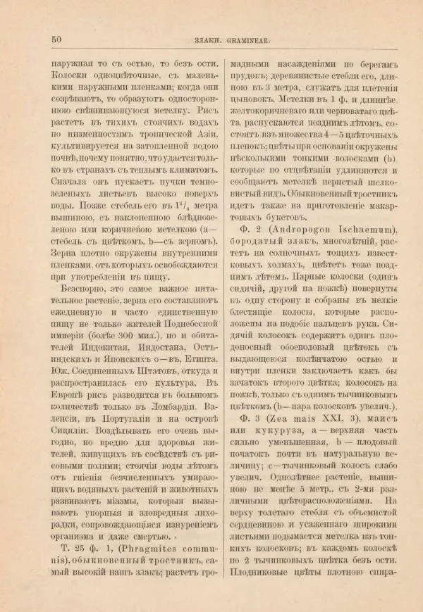 М. Вилькоммъ - Ботанический атлас - Страница № 66