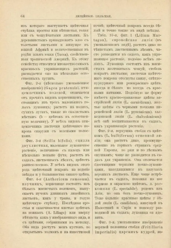 М. Вилькоммъ - Ботанический атлас - Страница № 80